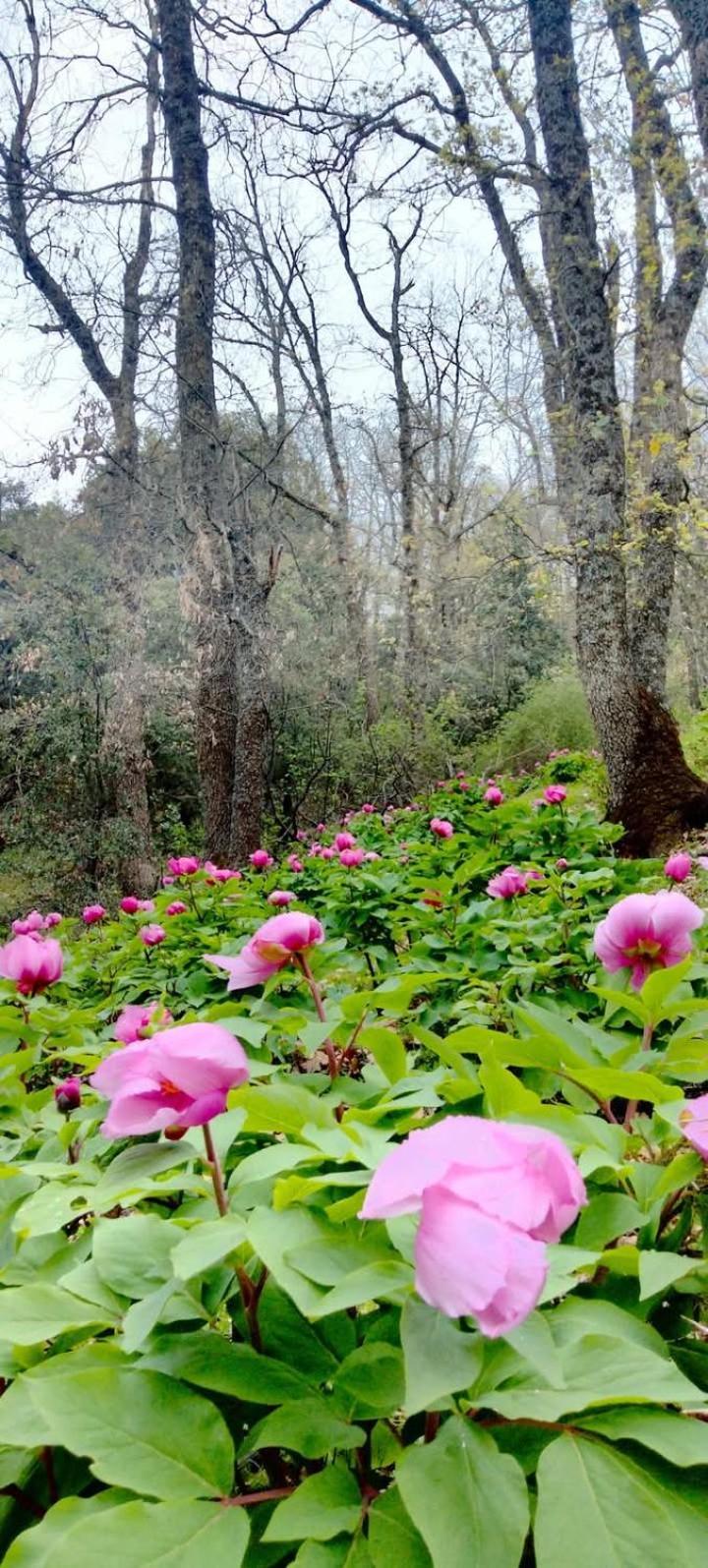 Alkhayr Ifrane (Ifrane)